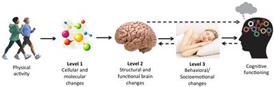 Mediators of Physical Activity on Neurocognitive Function: A Review at Multiple Levels of Analysis